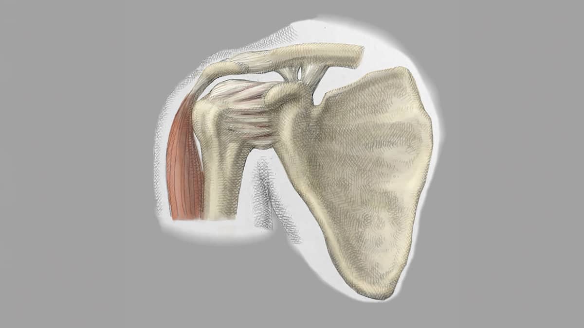 Why Does Rotator Cuff Surgery Work or Fail?